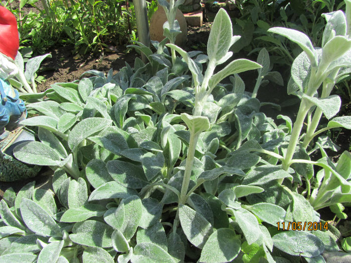 Stachys Bizantina - Flori de gradina-2014 Primavara