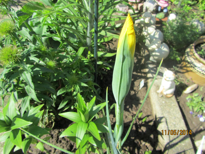 Boboc de Iris Hol. - Flori de gradina-2014 Primavara