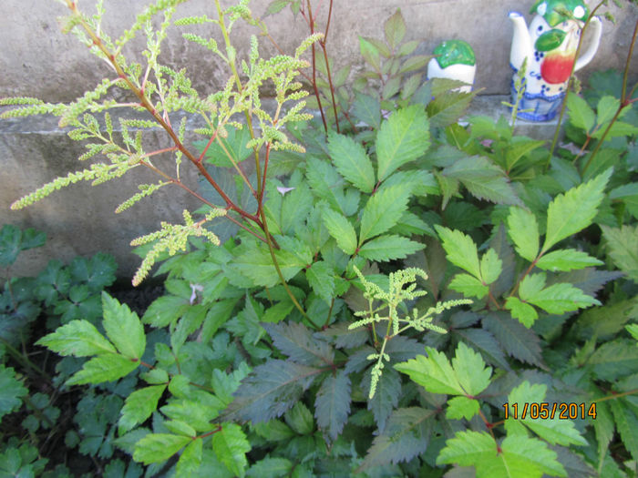 Astilbe