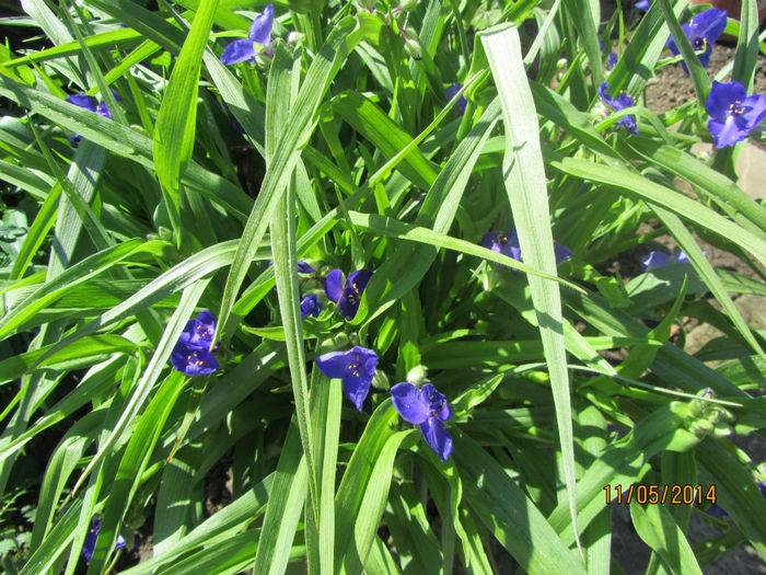 Tradescantia - Flori de gradina-2014 Primavara