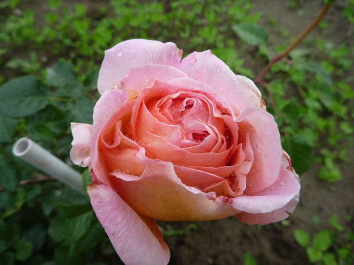 Abraham Darby