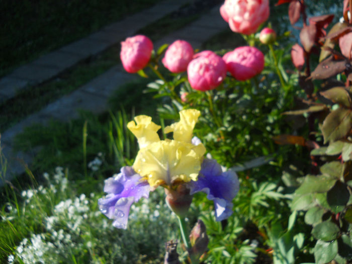 DSCN2100_150 - irisi 2014
