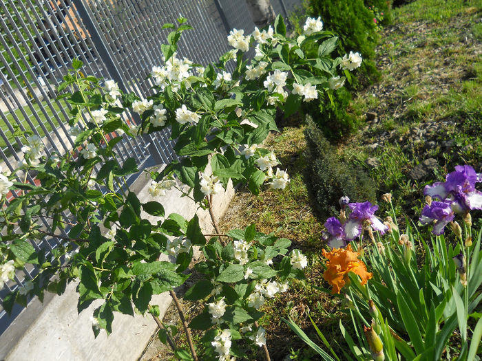 DSCN2112_162 - irisi 2014