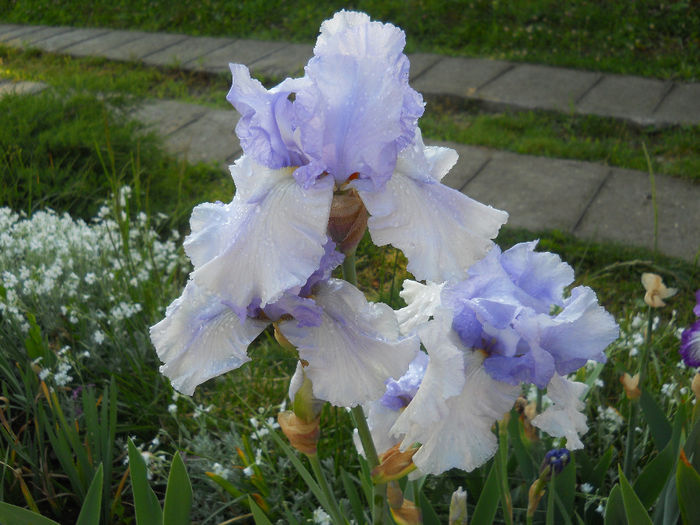 Eagle Control - irisi 2014