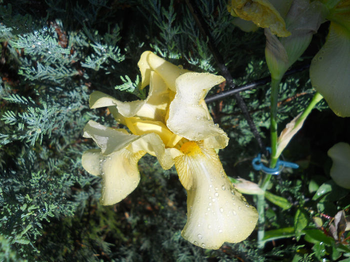 DSCN2035_085 - irisi 2014