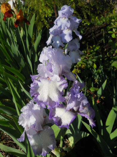 DSCN2043_093