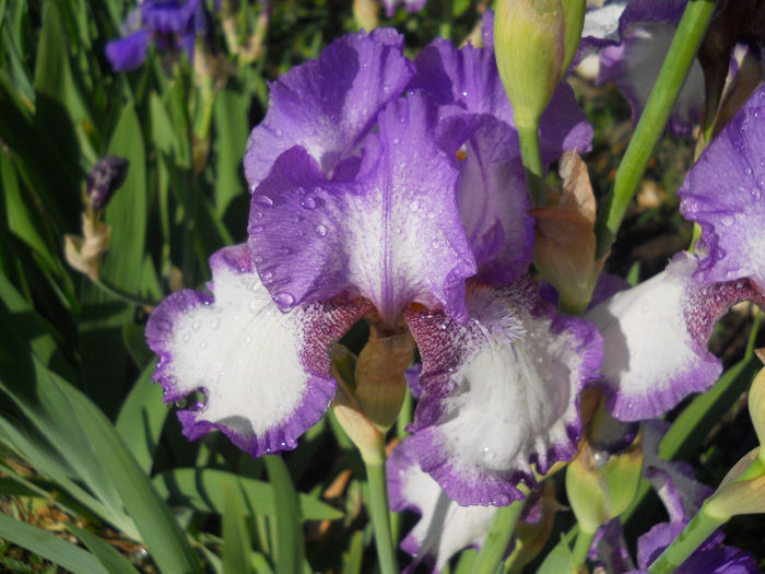 DSCN2048_098 - irisi 2014