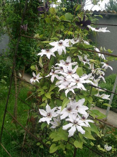 Photo2659 - 2014 Trandafiri si clematis