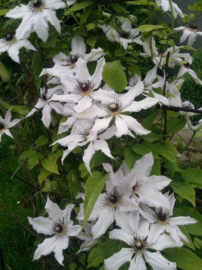 Photo2662 - 2014 Trandafiri si clematis