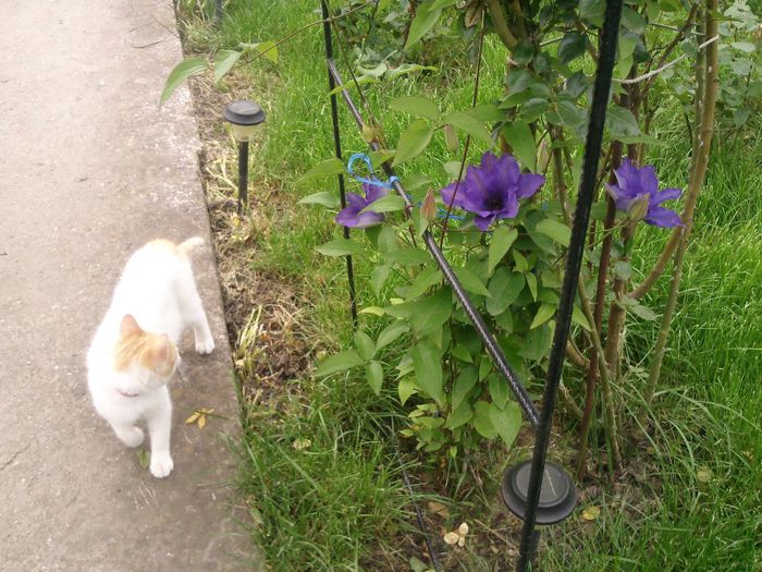 Photo2668 - 2014 Trandafiri si clematis