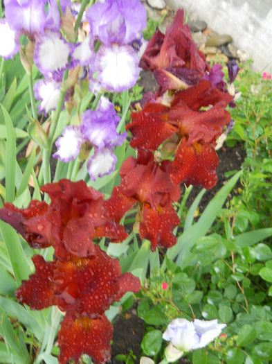 DSCN2013_063 - irisi 2014