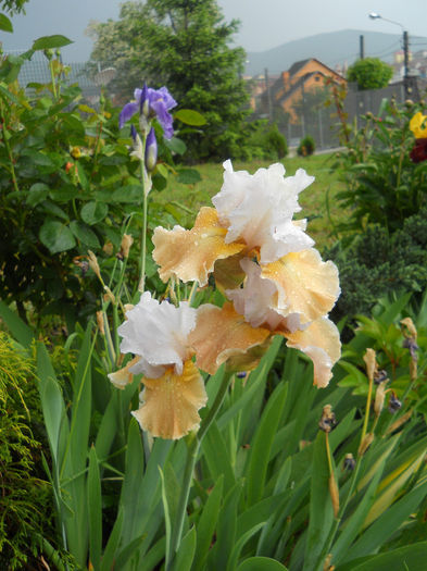 Champagne Elegance - irisi 2014