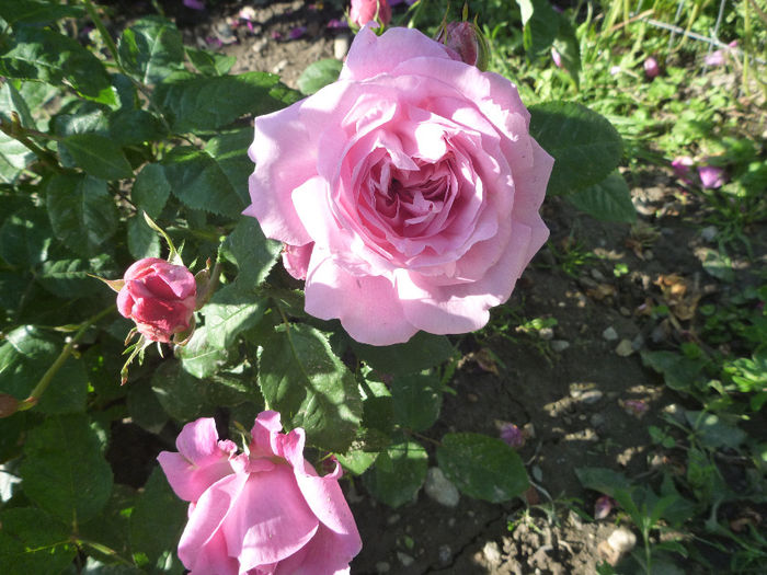 Mary Rose - Trandafiri englezesti 2014 - I