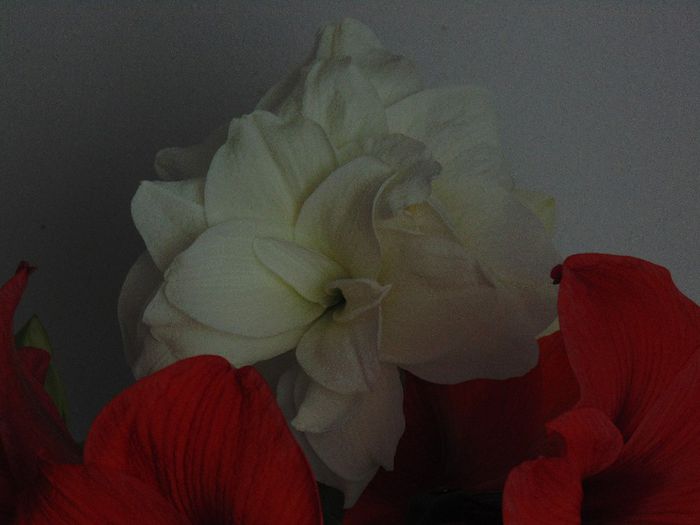DSC01375 - Plante in ghiveci 2014