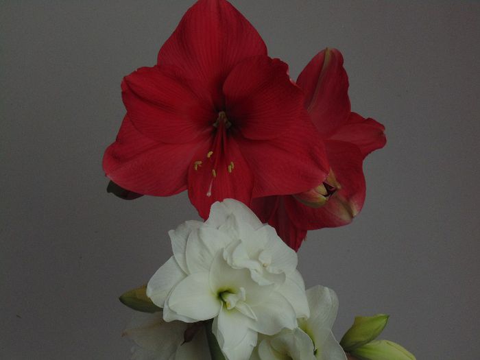 DSC01413 - Plante in ghiveci 2014