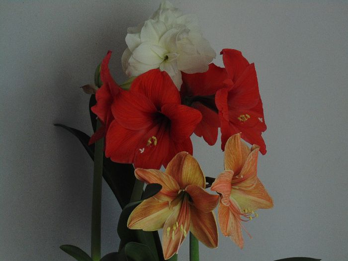 DSC01376 - Plante in ghiveci 2014