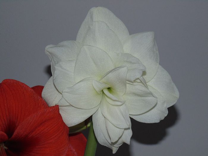 DSC01368 - Plante in ghiveci 2014