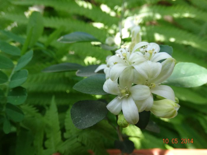 DSC03165 - Plante in ghiveci 2014