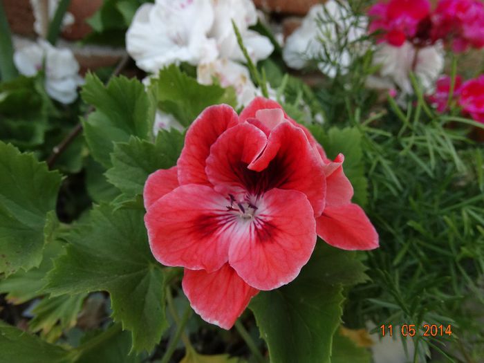 DSC03361 - Plante in ghiveci 2014