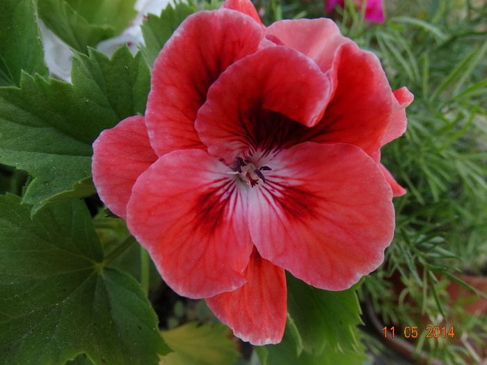 DSC03364 - Plante in ghiveci 2014