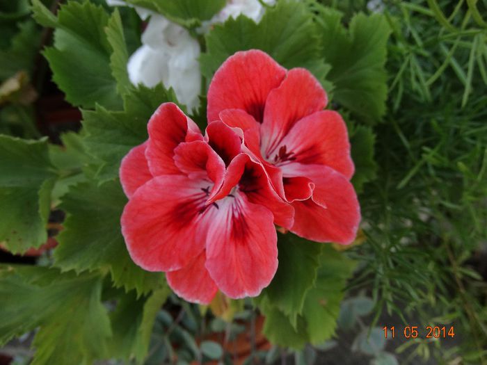 DSC03363 - Plante in ghiveci 2014