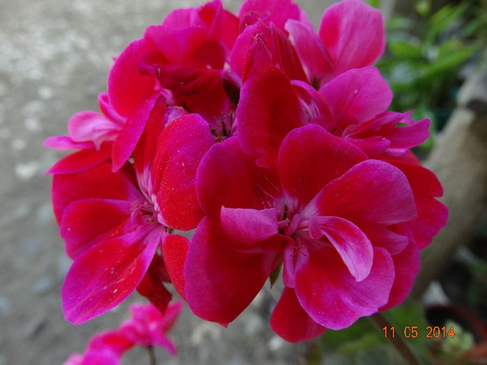 DSC03366 - Plante in ghiveci 2014