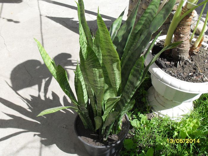 Sansevieria trifasciata - Sansevierii