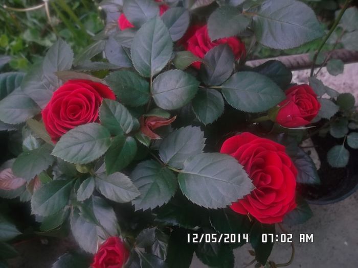  - Trandafirasi pe terasa