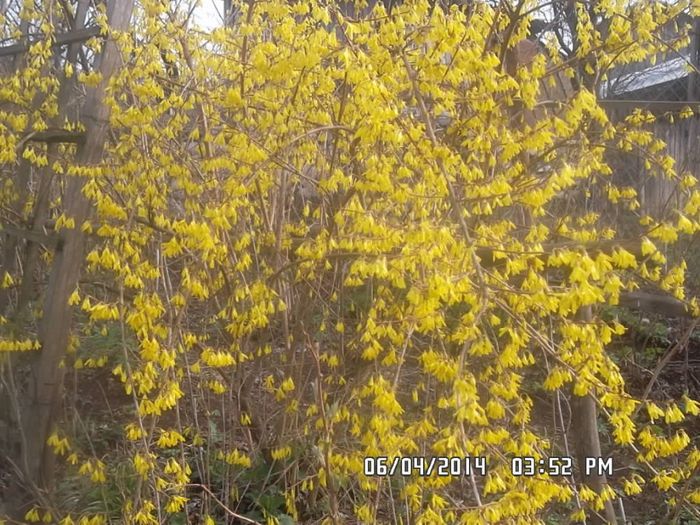 forsytia - arbusti ornamentali 2014