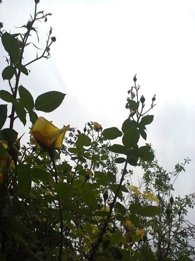 fotografie0536; trandafir galben catarator

