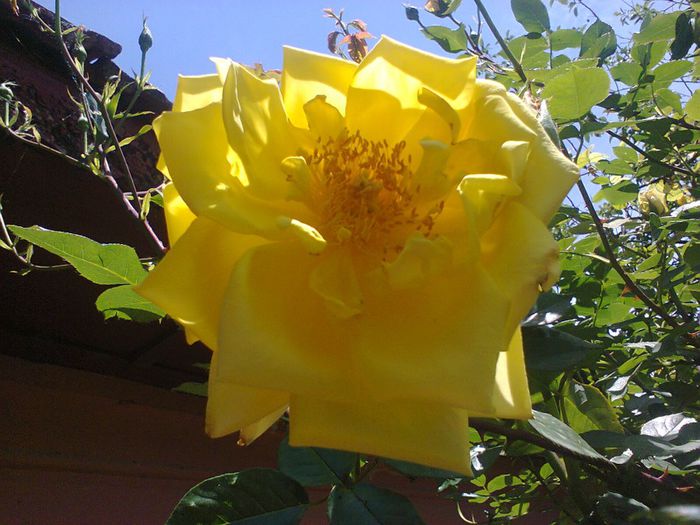 fotografie0549; trandafir galben catarator
