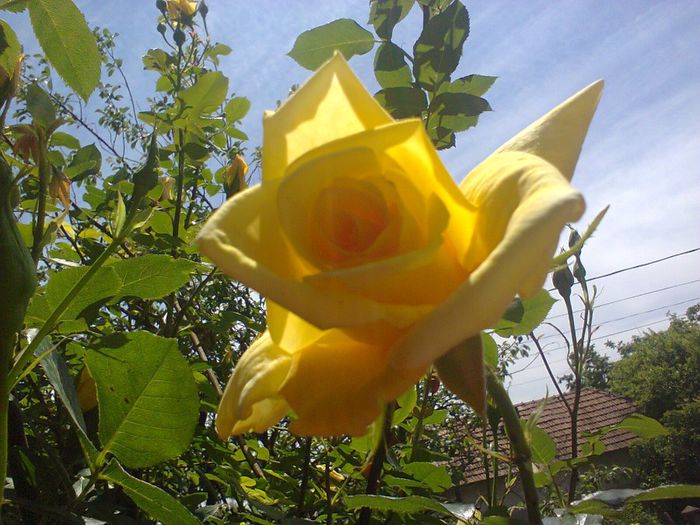 fotografie0550; trandafir galben catarator
