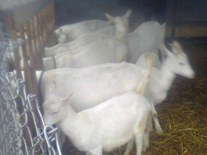 Fotografie0057 - Copia