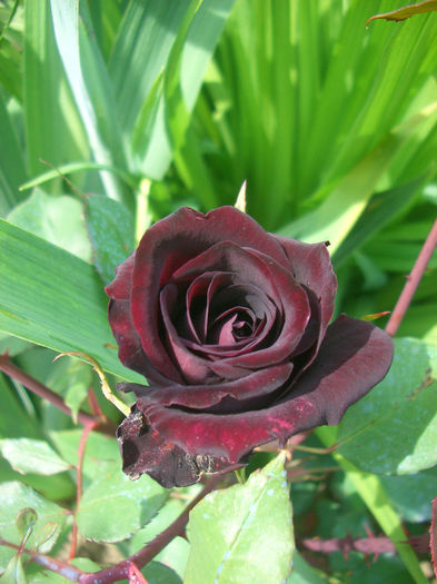 'Nigrette' • The Black Rose of Sangerhausen; Hybrid Tea.  Bred by Max Krause (Germany, 1934).
