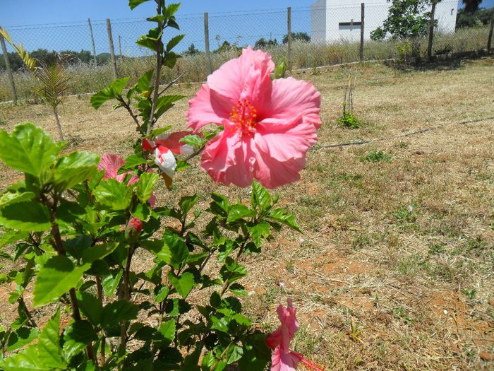 hibiscus pride of hankins
