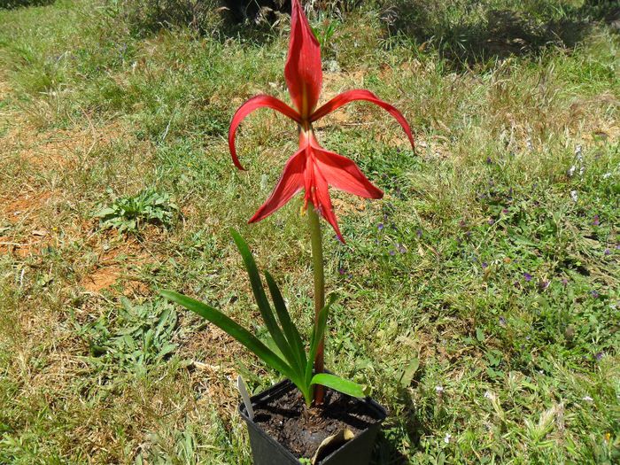 sprekelia  a doua inflorire