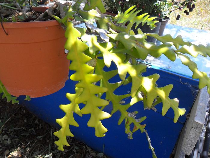 zig-zag cactus