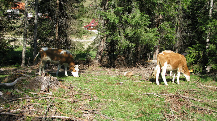 IMG_0134 - 51 - Pe Valea Ariesului in Apuseni