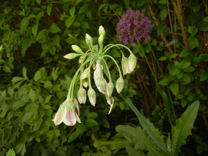 Allium siculum (2014, May 13) - Nectaroscordum siculum