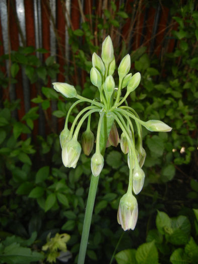 Allium siculum (2014, May 13) - Nectaroscordum siculum