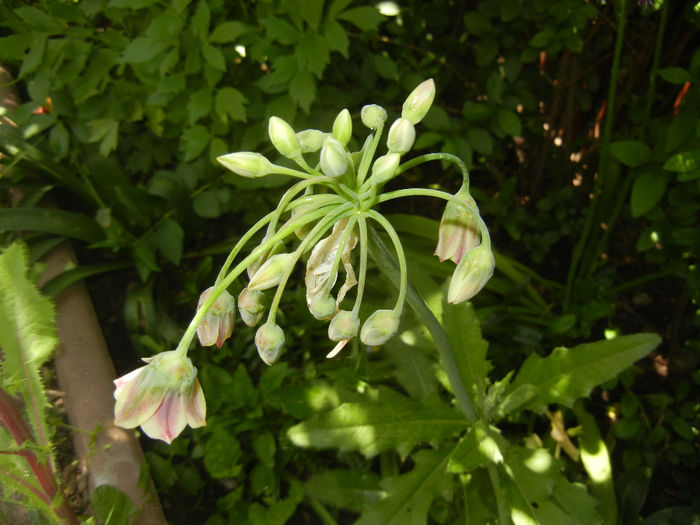 Allium siculum (2014, May 13)