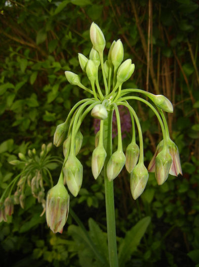Allium siculum (2014, May 13)