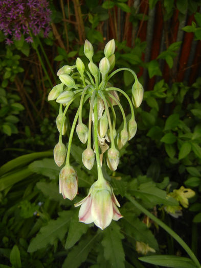 Allium siculum (2014, May 13) - Nectaroscordum siculum