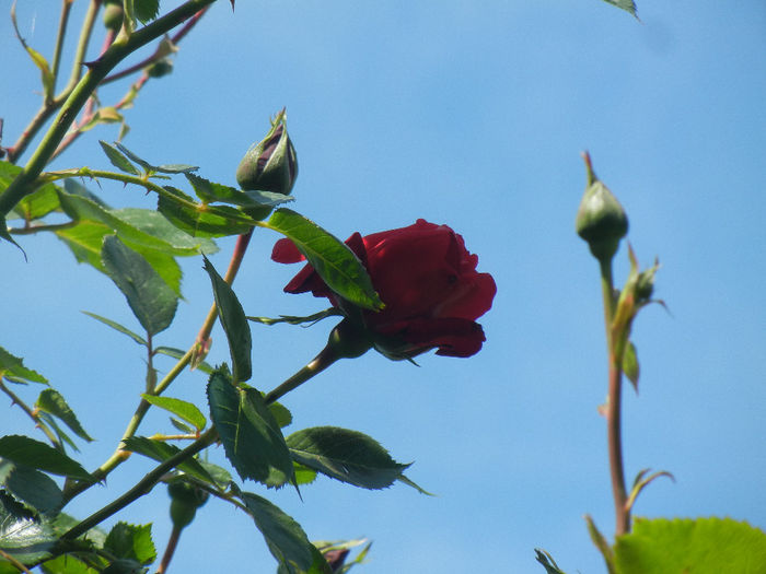 Rose Blaze Superior (2014, May 13) - Rose Blaze Superior