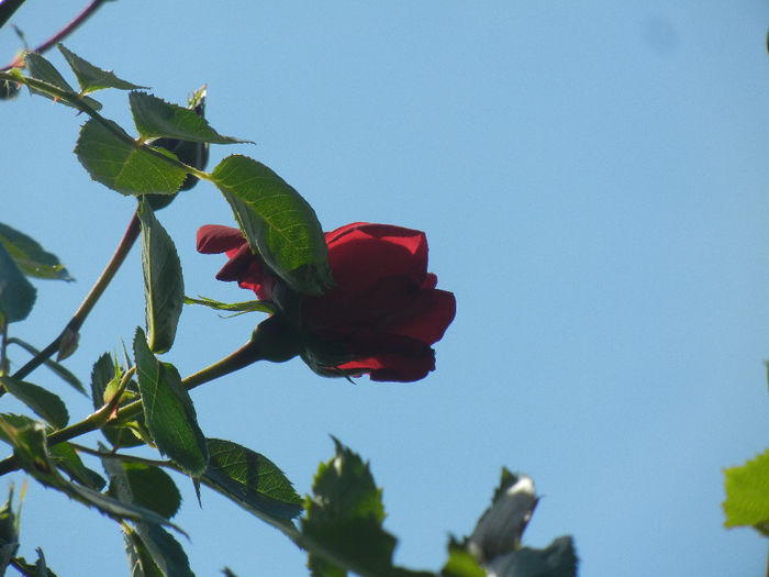 Rose Blaze Superior (2014, May 13) - Rose Blaze Superior