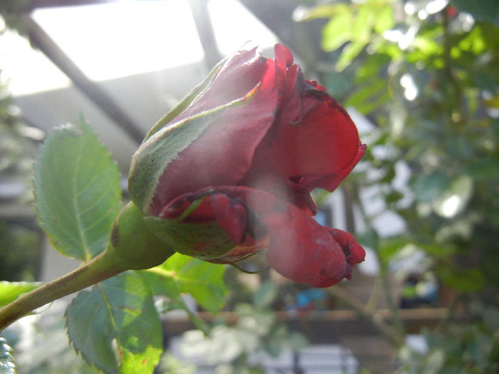 Rose Blaze Superior (2014, May 13) - Rose Blaze Superior