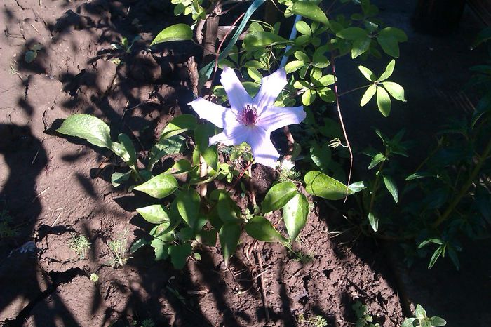 CLEMATIS; CLEMATITA
