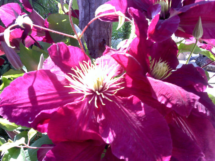 P120514_16.04 - CLEMATIS 2012-2014