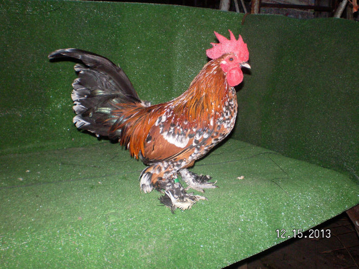 SANY0100; FRATELE CAMPIONULUI NATIONAL 2013 /MARCA gainuse77.ro
