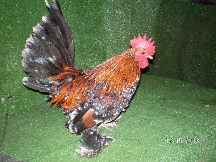 SANY0102; MARCA PORUMBEIJON76
